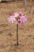 Belladonna lily (Amaryllis belladonna), true amaryllis, flowering, flower, Karoo Desert Botanic