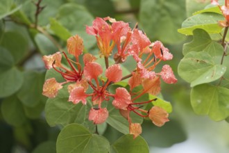 Bauhinia galpinii, dwarf orchid tree, red bauhinia, shrub, blooming, flowers, Kirstenbosch Botanic