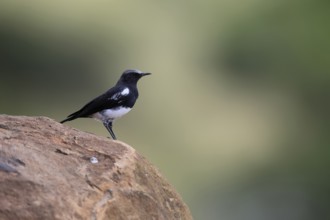 Mountain Wheatear (Myrmecocichla monticola), adult, male, on rocks, foraging, alert, Mountain Zebra