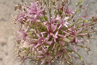 Boophone haemanthoides, blossom, bulb plant, Karoo Desert Botanic Garden, Worcester, Western Cape,