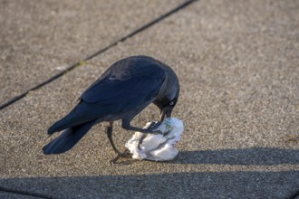Jackdaw, Corvus Monedula, at Amsterdam Schiphol Airport, AMS, visitor terrace, panoramic terrace,