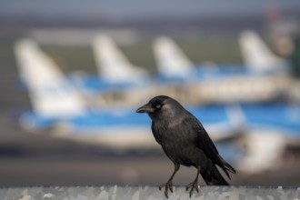 Jackdaw, Corvus Monedula, at Amsterdam Schiphol Airport, AMS, Visitor Terrace, Panorama Terrace,