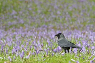 Jackdaw (Corvus monedula) among crocuses (Crocus napolitanus) in Husum Castle Park,