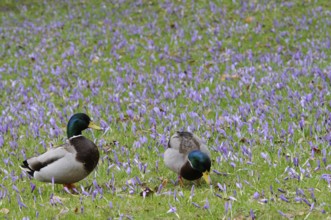 Mallard ducks (Anas platyrhynchos) among crocuses (Crocus napolitanus), Husum Castle Park,