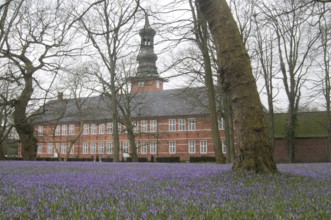 Crocus flower (Crocus napolitanus) in Husum Castle Park, Schleswig-Holstein, Germany