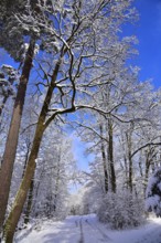 Winter heathland in the Augsburg nature park Park Western Forests near Augsburg, Swabia, Bavaria,