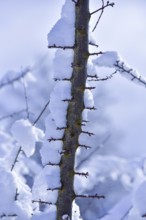 Snow-covered branch of a hawthorn (Crataegus), Bavaria, Germany