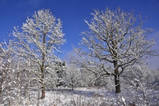 Winter heathland in the Augsburg Western Forest nature park Park near Augsburg, Swabia, Bavaria,