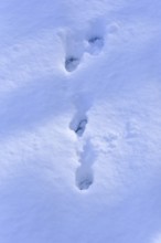 Traces of a brown hare in deep snow, Bavaria, Germany