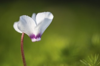 Early spring cyclamen (Cyclamen coum), Emsland, Lower Saxony, Germany