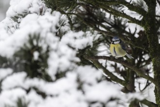 Blue tit (Parus caerulea), Emsland, Lower Saxony, Germany