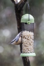 Nuthatch (Sitta europaea) at the feeder, Emsland, Lower Saxony, Germany