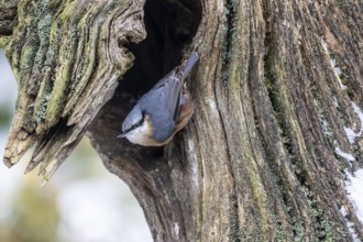 Nuthatch (Sitta europaea), Emsland, Lower Saxony, Germany