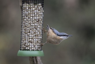 Nuthatch (Sitta europaea) at the feeder, Emsland, Lower Saxony, Germany