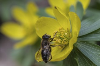 Winter aconite (Eranthis hyemalis) with garden wedge-spotted hoverfly (Eristalis lineata), Emsland,