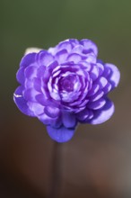 Liverwort (Hepatica nobilis Plena) in full bloom, Emsland, Lower Saxony, Germany