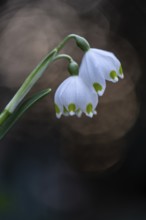 Spring snowflake (Leucojum vernum), Emsland, Lower Saxony, Germany