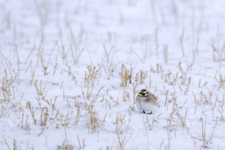 Saskatchewan horned lark (Eremophila alpestris enthymia) adult male foraging on snow covered ground