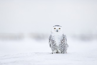 Snowy owl, polar owl, white owl, Arctic owl (Bubo scandiacus, Strix nyctea, Strix scandiaca) adult