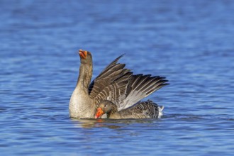 Greylag geese, graylag goose (Anser anser) pair swimming in pond and male, gander showing courtship