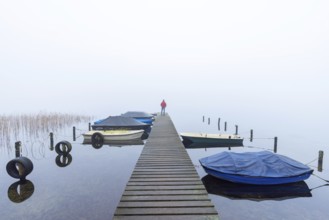 Rowing boats, rowboats moored to wooden jetty at Lake Ratzeburg, Ratzeburger See in mist, Lauenburg