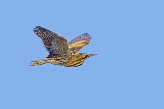 Eurasian bittern, great bittern (Botaurus stellaris) adult in flight against blue sky in winter