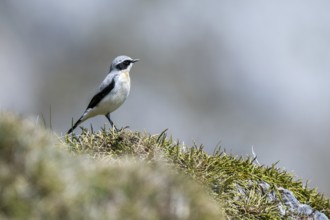 Northern wheatear (Oenanthe Oenanthe, Motacilla Oenanthe) adult male in breeding plumage in spring,