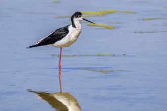 Black-winged stilt (Himantopus himantopus) adult male in summer plumage resting in shallow water of
