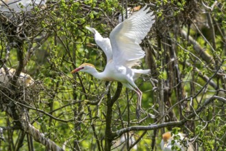 Cattle egret (Ardea ibis, Bubulcus ibis) in summer plumage, breeding plumage taking off from tree
