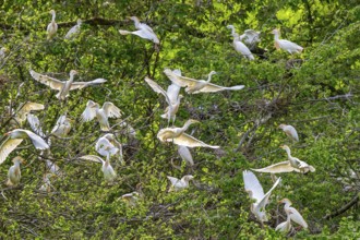 Flock of cattle egrets (Ardea ibis, Bubulcus ibis) in summer plumage, breeding plumage displaying