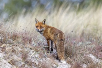 Red fox (Vulpes vulpes) adult with kit, cub near burrow, den in the sand dunes along the coast in