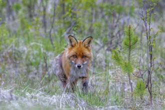 Red fox (Vulpes vulpes) hunting among fresh shoots of pine trees at edge of coniferous forest in