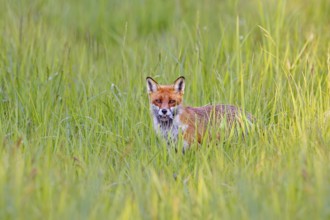 Red fox (Vulpes vulpes) with caught mouse prey in muzzle, hunting in grassland, meadow in spring