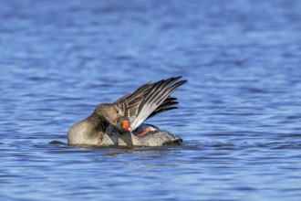 Greylag geese, graylag goose (Anser anser) pair swimming in pond and showing mating behaviour by