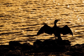 Great cormorant (Phalacrocorax carbo) sitting on the shore, stretching wings for drying wet