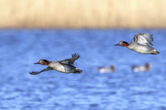 Two Eurasian teals, common teal, Eurasian green-winged teal (Anas crecca) males flying over lake,