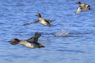 Three Eurasian teals, common teal, Eurasian green-winged teal (Anas crecca) males in flight taking