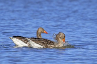 Greylag geese, graylag goose (Anser anser) pair swimming in pond and male, gander showing courtship