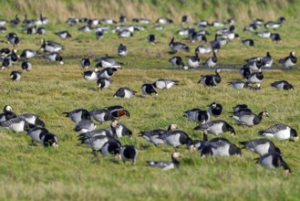 Red-breasted goose (Branta ruficollis) in flock of barnacle geese (Branta leucopsis) foraging in