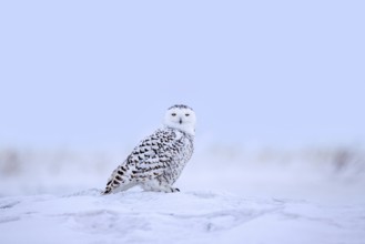 Snowy owl, polar owl, white owl, Arctic owl (Bubo scandiacus, Strix nyctea, Strix scandiaca) adult