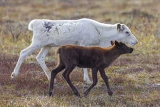 Reindeer (Rangifer tarandus) white colour morph female, cow with calf foraging on the tundra in