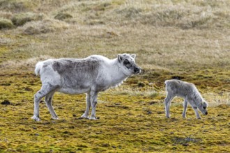 Svalbard reindeer (Rangifer tarandus platyrhynchus) moulting female, cow with calf foraging on the