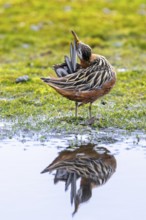 Red phalarope, grey phalarope (Phalaropus fulicarius) male in breeding plumage preening feathers on