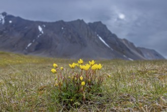 Yellow marsh saxifrage, bog saxifrage (Saxifraga hirculus), perennial herb in flower on the arctic