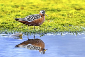 Red phalarope, grey phalarope (Phalaropus fulicarius) male in breeding plumage resting along pond