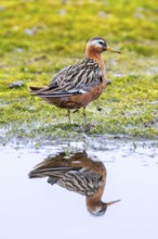 Red phalarope, grey phalarope (Phalaropus fulicarius) male in breeding plumage resting along pond