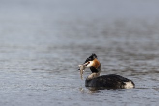Great Crested Grebe (Podiceps Scalloped ribbonfish) with preyed fish, Emsland, Lower Saxony,