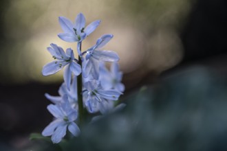 Caucasian bluestem (Scilla mischschenkoana), Emsland, Lower Saxony, Germany