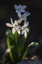 Caucasian bluestem (Scilla mischschenkoana), Emsland, Lower Saxony, Germany
