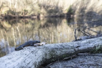 Great crested newt (Triturus Scalloped ribbonfish) in its habitat, Emsland, Lower Saxony, Germany
